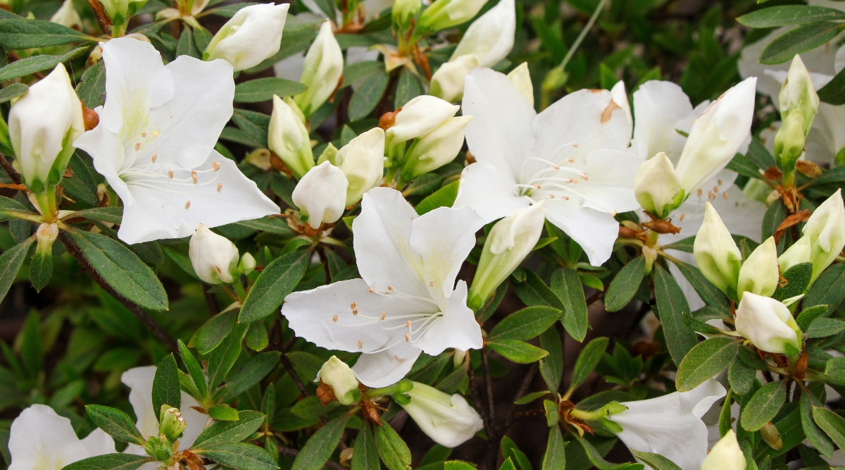 Close-up of ‘Autumn Ivory’ azalea in the garden. It is an evergreen azalea with glossy dark green lanceolate leaves. Flowers are a pure and fresh shade of white. The flowers are bell-shaped with prominent long stamens.