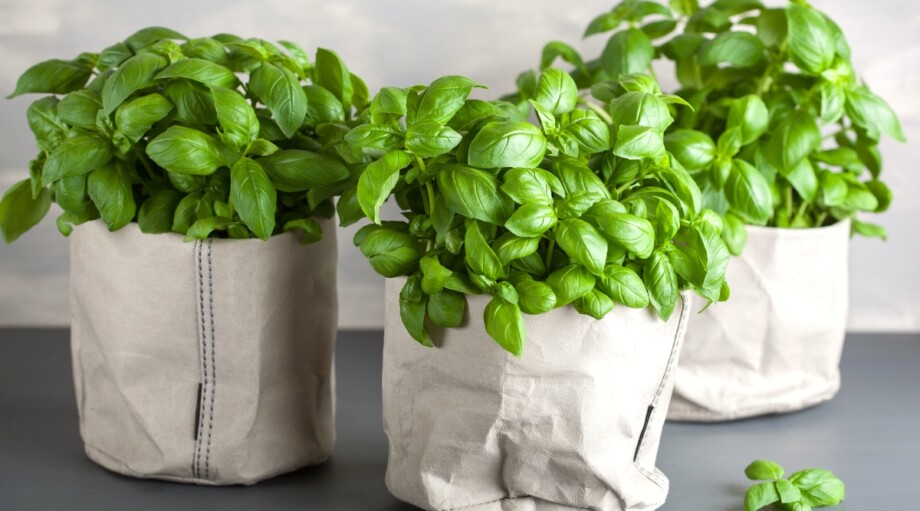 11 Herbs You Can Grow Indoors Year Round