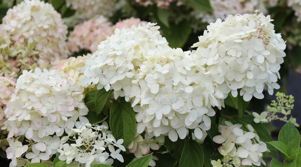 Close-up of a flowering Hydrangea Bobo® shrub in the garden. Hydrangea Bobo® is a charming and compact panicled hydrangea that impresses with its miniature size and profuse flowers. The leaves are lush and green, creating a lush backdrop for an abundance of flowers. The plant produces profuse cone-shaped flowers. These flowers start out as pristine white flowers that gradually turn pink as they mature.