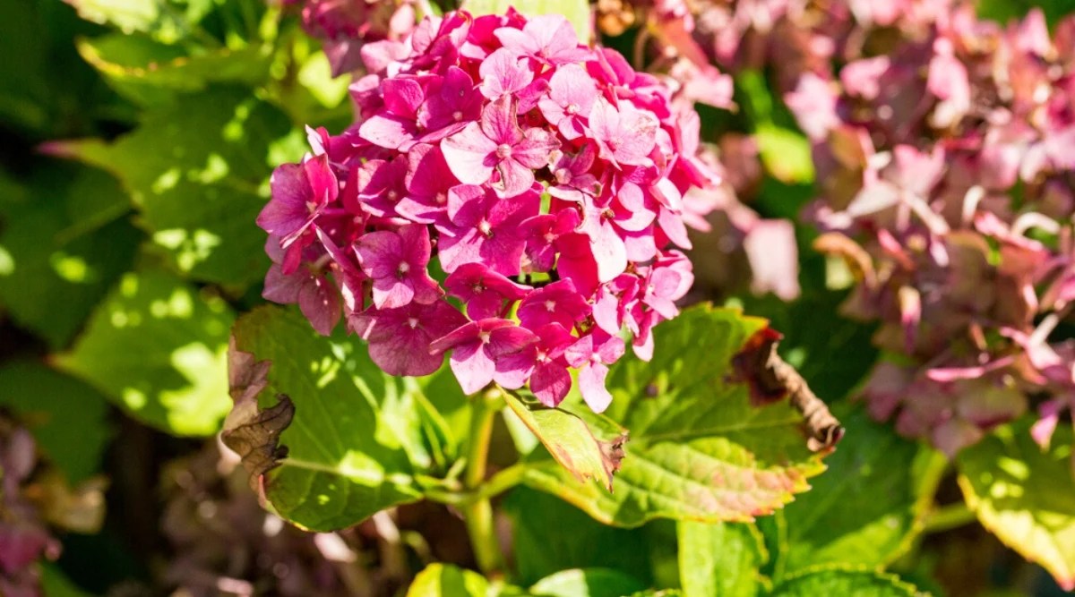 Close-up of a flowering hydrangea bush in a sunny garden. Hydrangea has large foliage of bright green color with jagged edges. The leaves have brown dry tips and spots due to insufficient watering. The plant’s inflorescence consists of rounded flower clusters, known as “mophead”, consists of many small bright pink flowers.