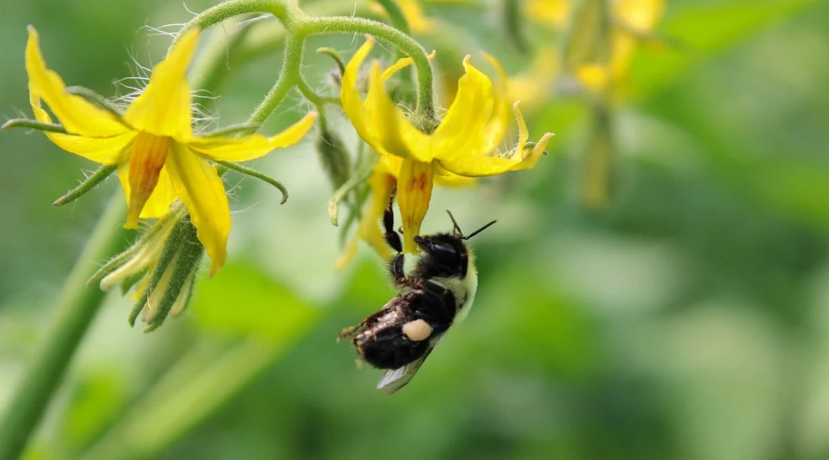 How to Hand Pollinate Tomatoes in Your Garden