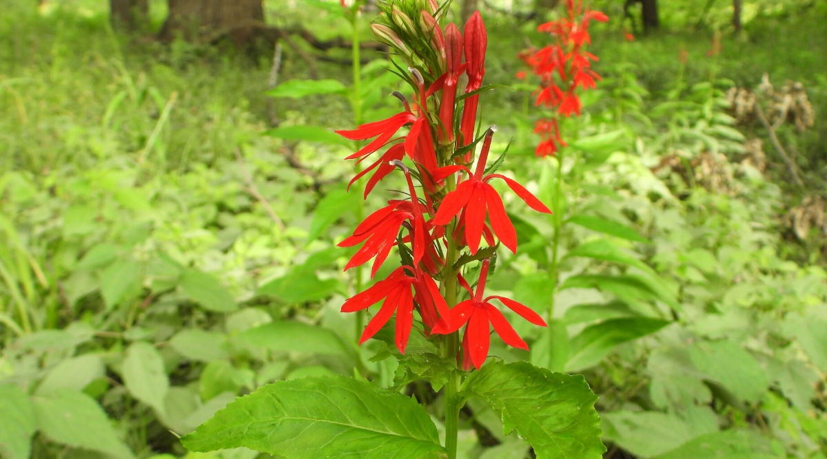 Close up of Lobelia cardinalis flowering plant in the garden. This is a bright perennial plant with lanceolate leaves, dark green in color, located in a rosette at the base of the plant and along the stems. The leaves have serrated edges. The plant produces magnificent tubular flowers in bright red. These flowers grow on tall, erect stems.