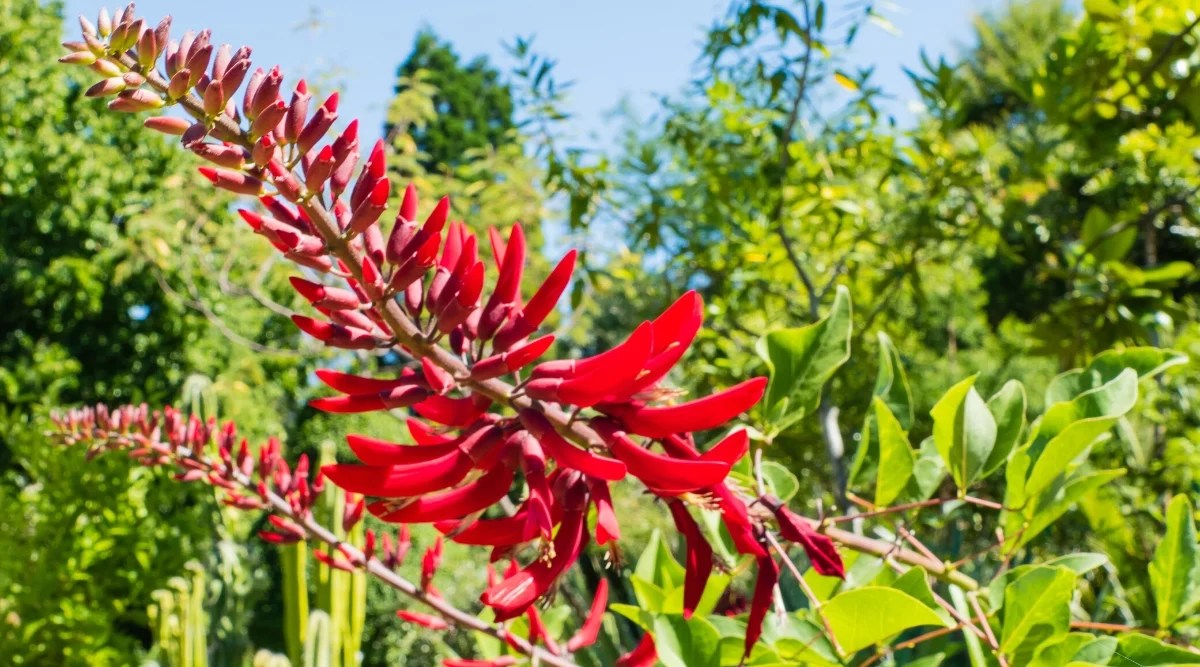 Close-up of a flowering CoralBean shrub in a sunny garden. This perennial shrub produces upright, spiked stems of red, elongated tubular flowers. The leaves consist of three leaflets forming a trifoliate structure. Leaflets are oval in shape, with pointed tips, bright green.