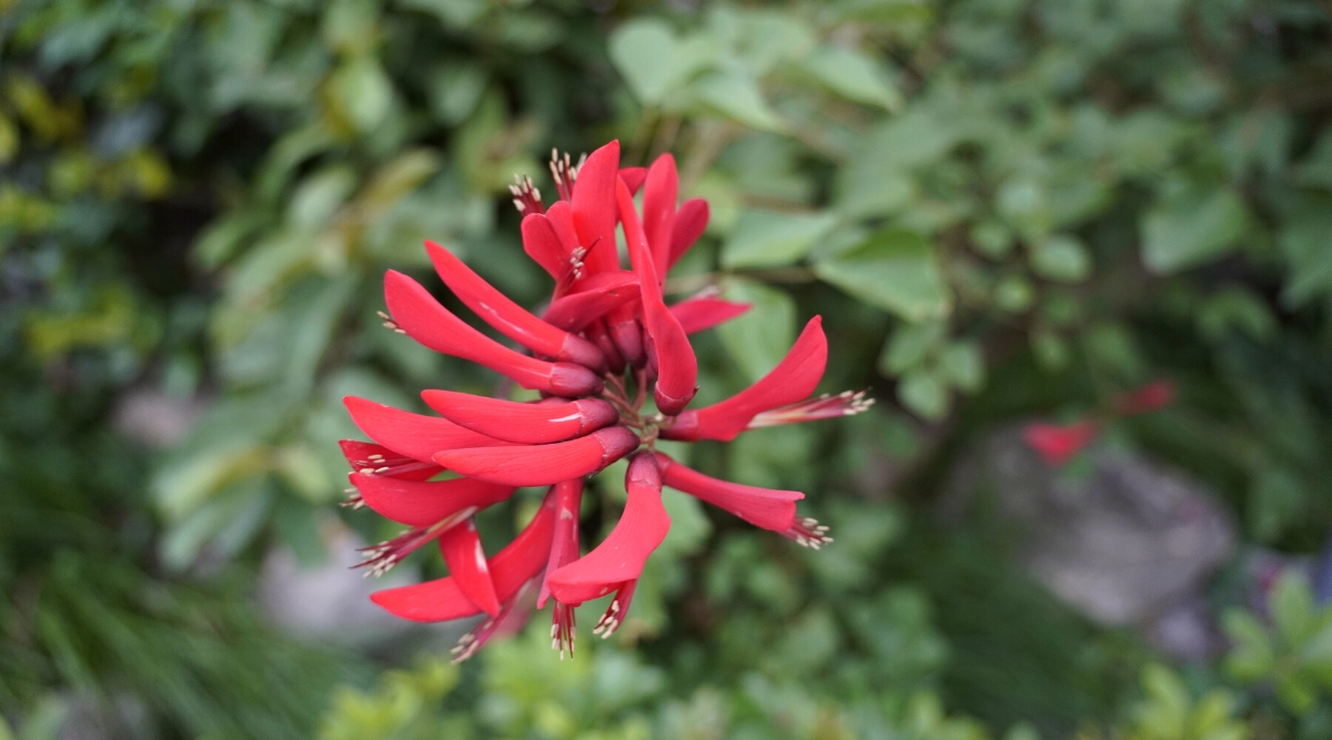 Top view, close-up of a flowering CoralBean plant in a garden, against a blurred background of dark green foliage. The plant has an upright stem with flowers grouped in elongated clusters. The flowers are tubular, elongated, bright red-coral color.