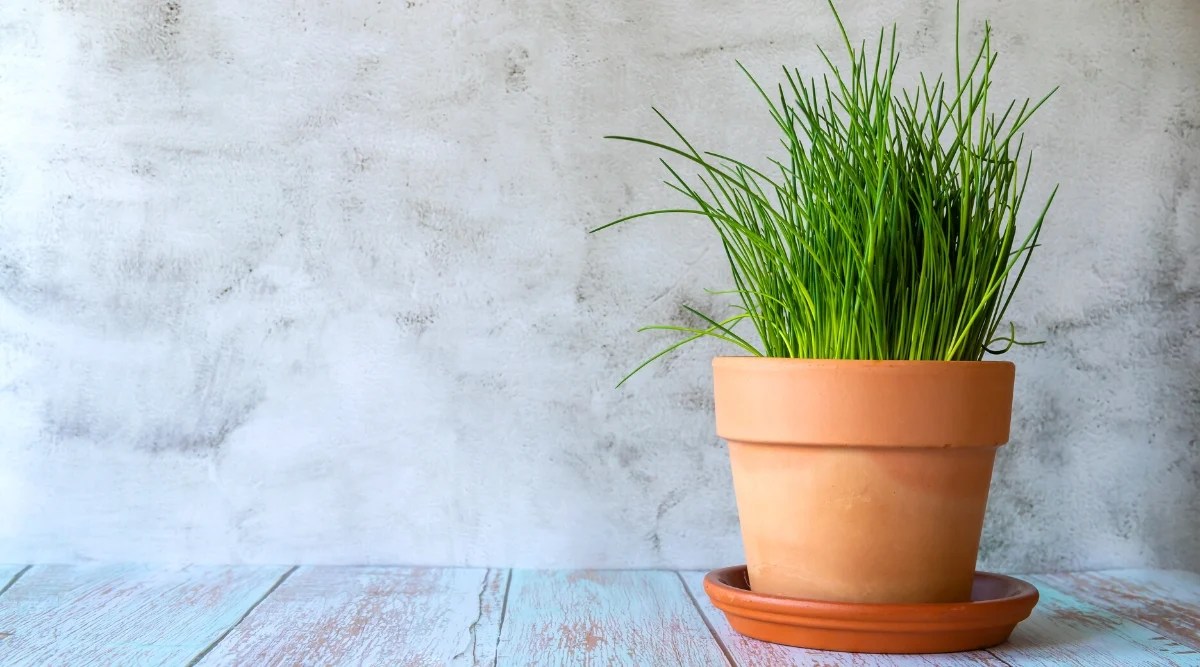 Close-up of a growing Chives in a large clay pot against a gray background. Chives are slender, grass-like herbs with long, thin leaves that grow in clumps. The leaves are hollow and tubular, giving them a cylindrical shape. They are bright green in color and have a mild onion flavor.