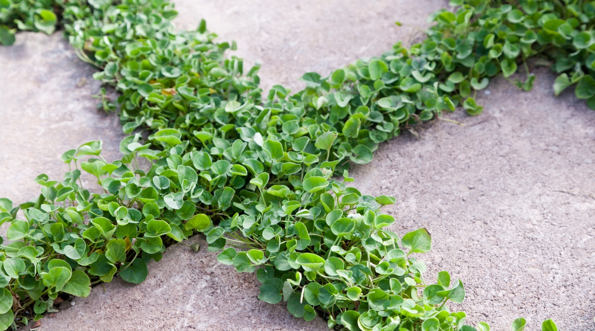 Close-up of a growing Dichondra repens plant. Dichondra repens, commonly known as kidney weed or dichondra, is a low-growing perennial ground cover plant. It features small, kidney-shaped leaves that are bright green and have a slightly silvery sheen. This plant spreads by producing long, trailing stems that root along the ground, creating a dense, lush carpet-like appearance.