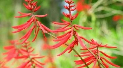 Close-up of flowering CoralBean plants in a sunny garden, against a blurred green background. This shrub produces tall, upright stems with red tubular flowers in elongated racemes at the top of the stems.