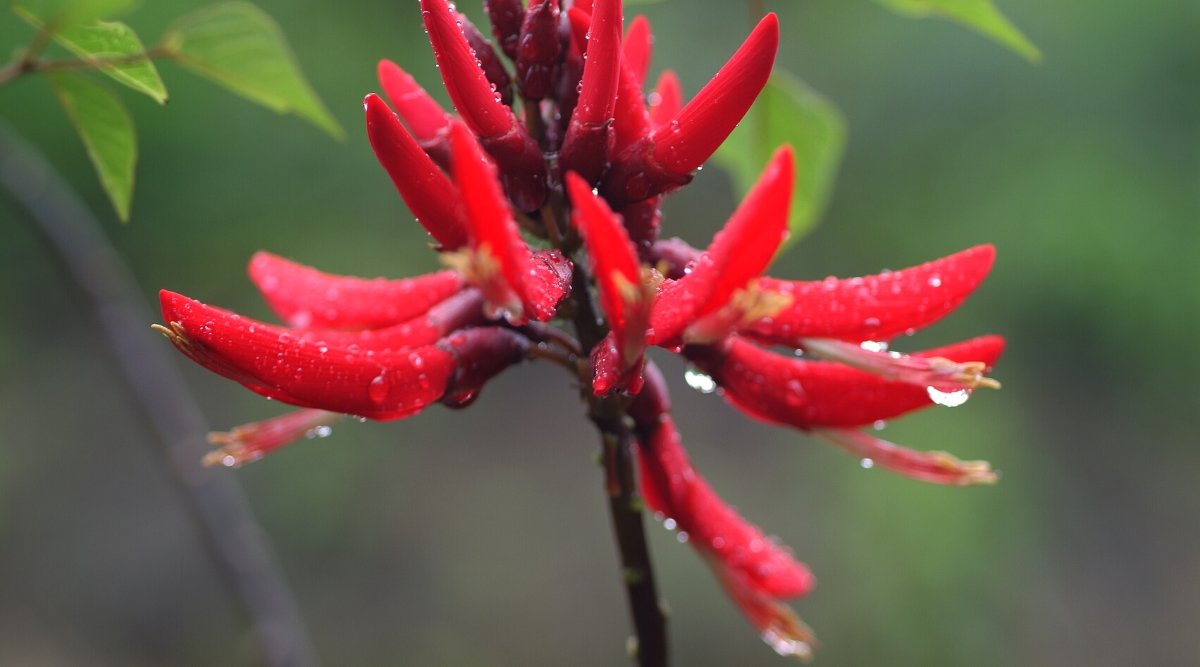 Close-up of the flowers of a CoralBean plant covered in raindrops, in a garden. The flowers are bright red, tubular, elongated, collected in raceme at the top of the stem.
