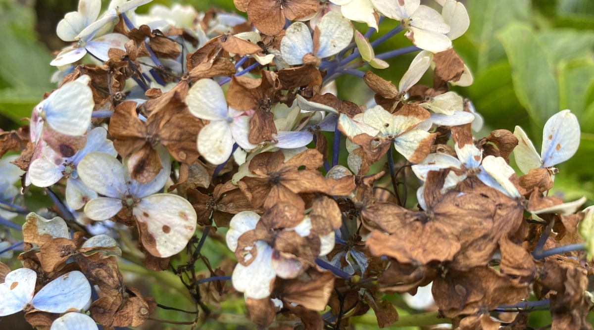 Close-up of a hydrangea inflorescence with crispy brown flowers, against a blurred green background. The inflorescence is large, consists of many four-petalled pale blue flowers.