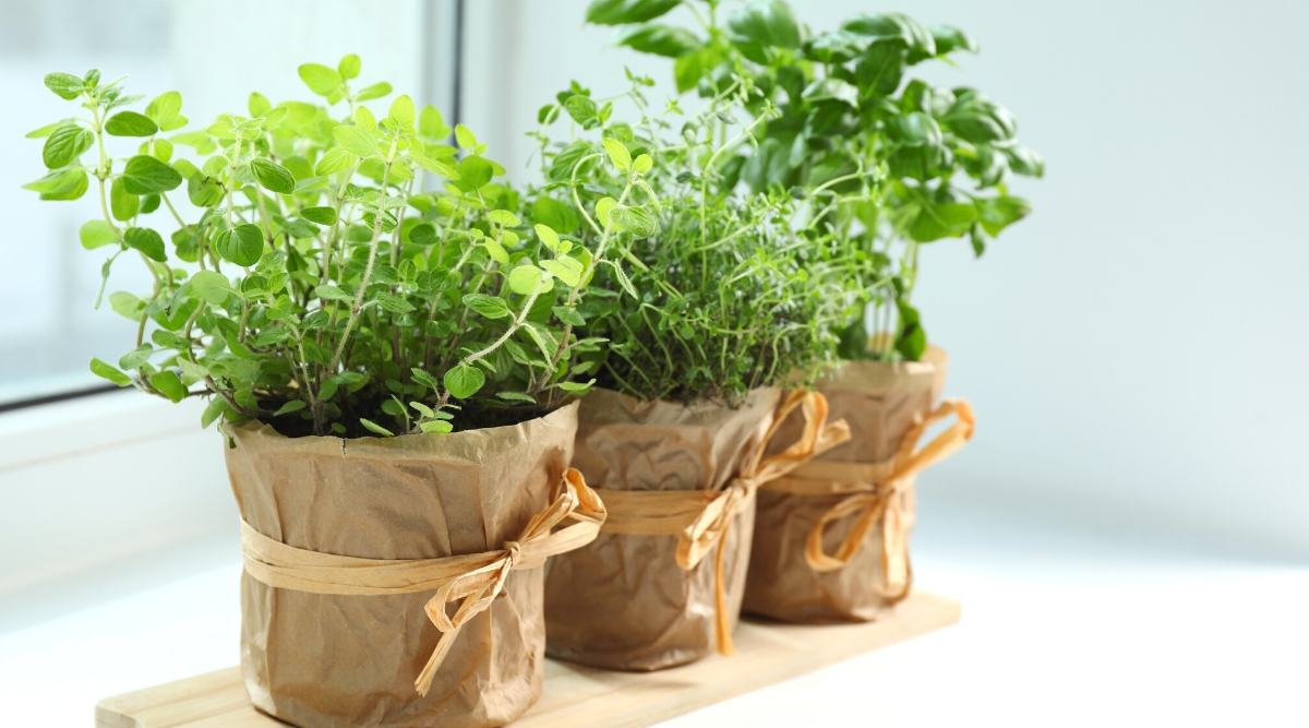 Close-up of three potted herbaceous plants Oregano, Basil and Thyme on a light windowsill. Plant pots are wrapped in craft paper. Pots stand on a wooden substrate.