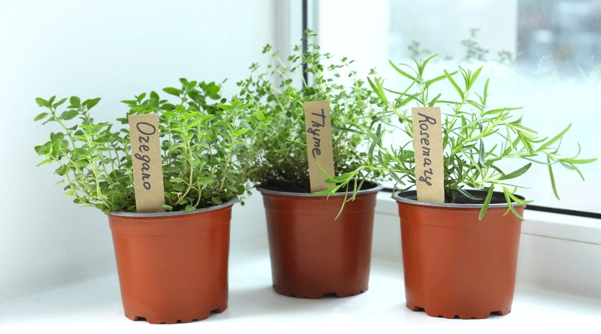 Close-up of three potted herbaceous plants Oregano, Rosemary and Thyme on a light windowsill. Plant pots are small, brown. The rosemary plant is young, small, branched stems covered with small needle-like leaves. The oregano plant has thin, flexible stems covered with oval green leaves.