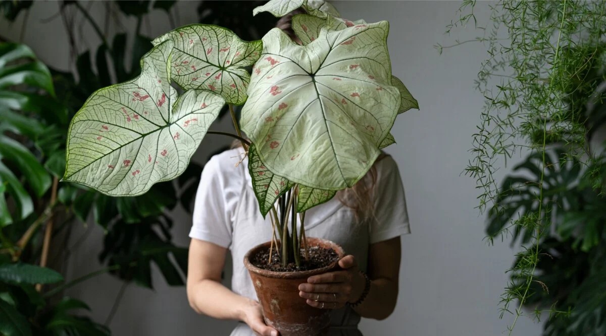 A gardener holds a houseplant with large leaves in a terracotta pot in a room filled with plants.