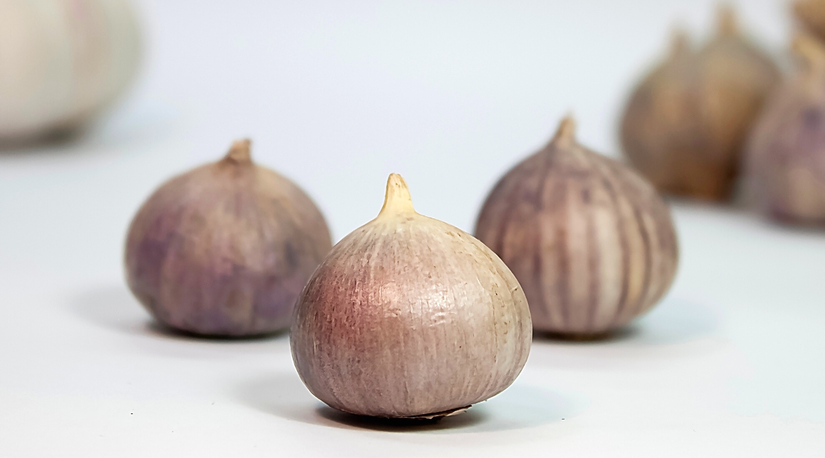 Close-up of three Elephant garlic bulbs on a blurred light background and other garlic bulbs. The Elephant garlic bulb is composed of several large cloves, typically ranging from 4 to 6 cloves, arranged in layers within the bulb. These cloves have a distinctive creamy-white appearance and are enclosed by a pinkish-cream papery skin.