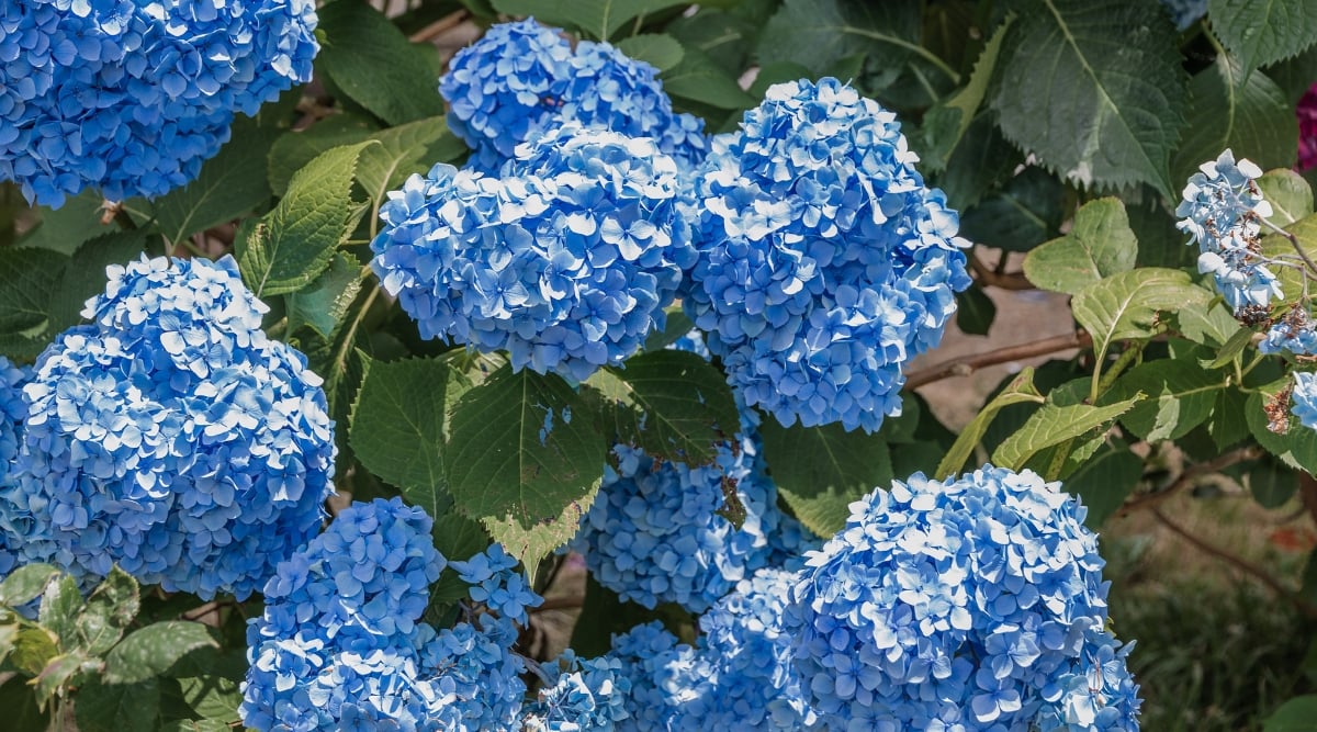Close-up of a flowering Hydrangea Endless Summer® ‘The Original’ bush in a sunny garden. It is a large-leaved hydrangea with large, glossy, dark green leaves that are ovoid in shape and have serrated edges. The flowers of ‘The Original’ are classic mophead-type blooms, characterized by their rounded clusters of showy petals. Flowers are bright blue.