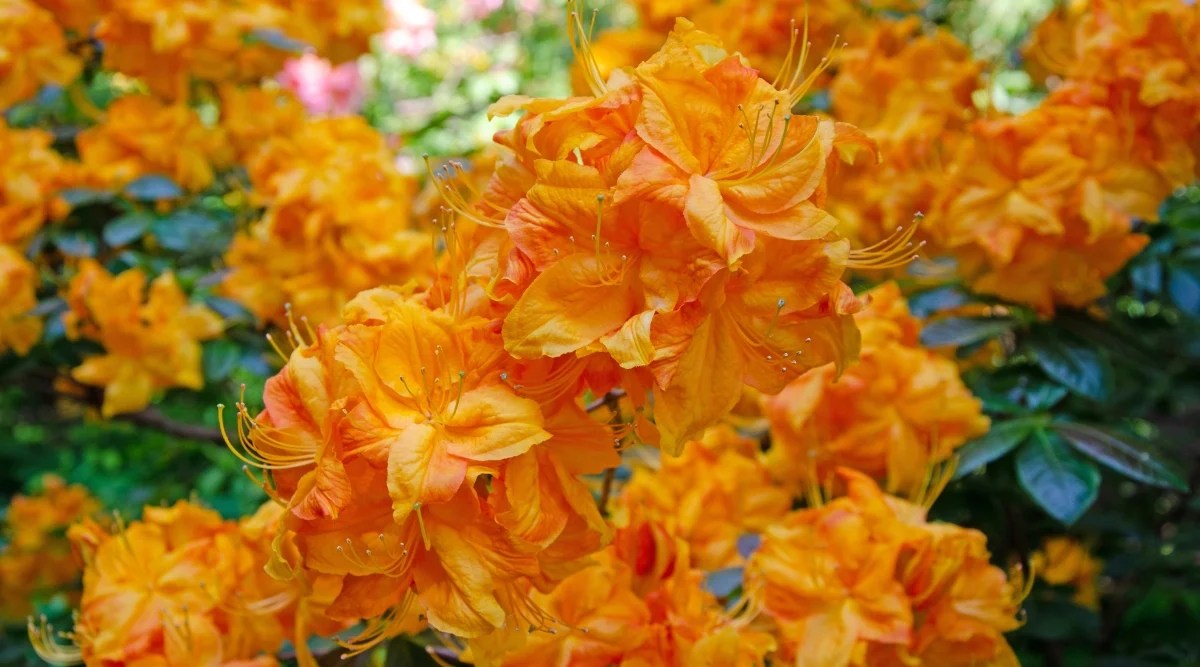 Close-up of Flame Azalea blooming in the garden. The plant produces large, lanceolate, dark green, glossy leaves. The flowers are large, funnel-shaped, bright fiery shade of orange.