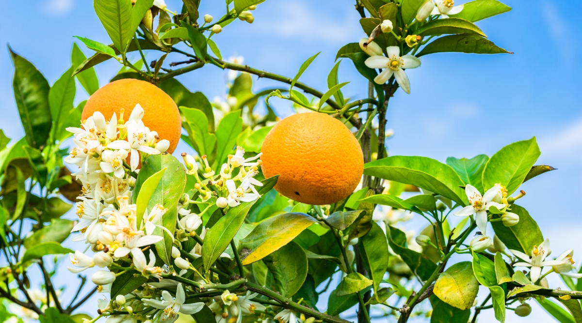 Tree with two oranges and clusters of small, white flowers in it.