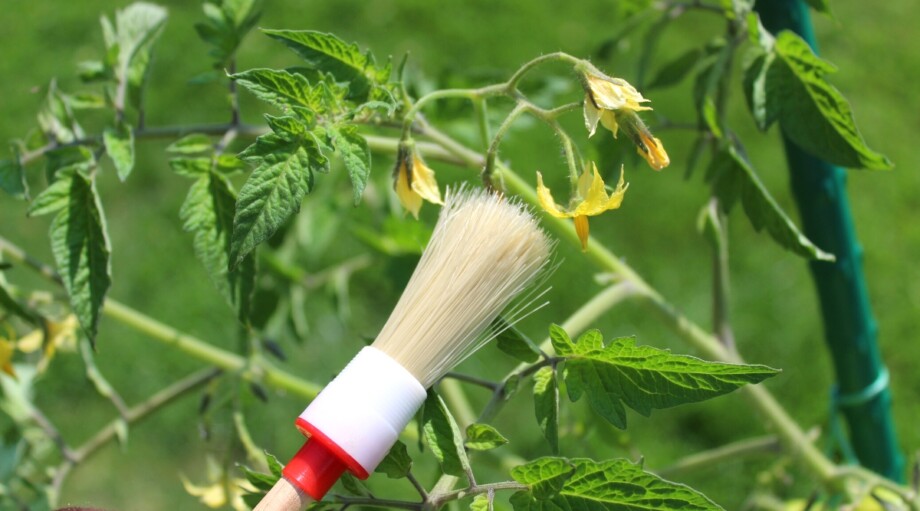 How to Hand Pollinate Tomatoes in Your Garden
