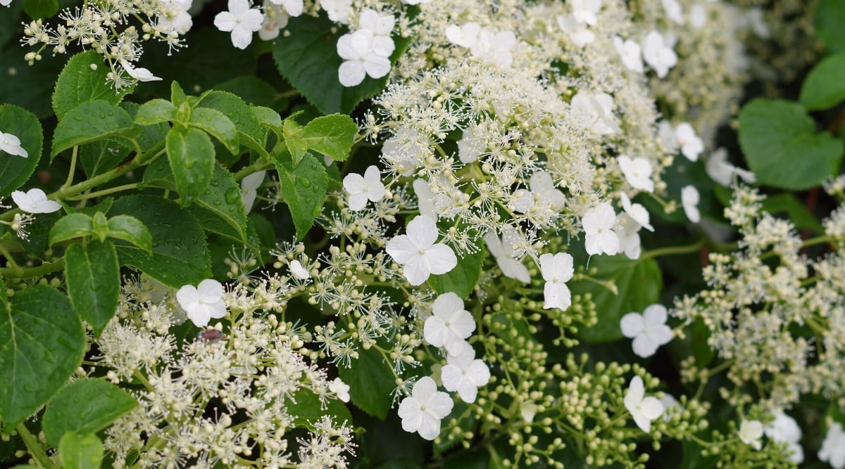 Close-up of a flowering Hydrangea anomala, commonly known as climbing hydrangea. This deciduous climbing plant is known for its ability to cling to walls, trellises and other structures. Glossy, heart-shaped dark green leaves provide an attractive backdrop for bright white lace-cap flowers. Hydrangea anomala flowers form flat racemes of small fertile flowers surrounded by larger sterile ones.