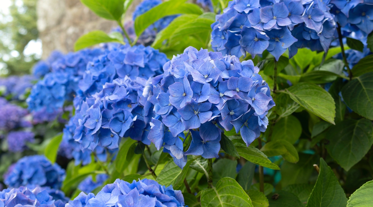 Close-up of a flowering Hydrangea macrophylla bush in a garden. It is a deciduous shrub that is valued for its lush, large leaves and globular inflorescences. The leaves are broad, ovoid, bright green. Flower inflorescences are large, hemispherical in shape, consisting of many bright blue four-petal flowers.