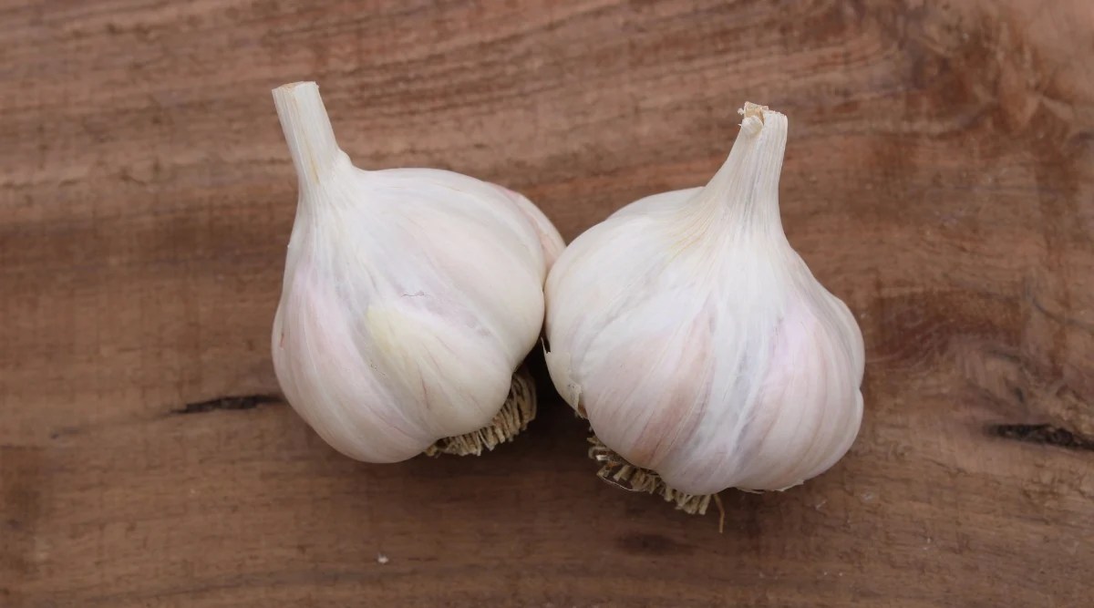 Close-up of two Inchelium Red garlic bulbs on a wooden surface. The Inchelium Red garlic bulb is made up of multiple cloves, typically ranging from 10 to 20 cloves, arranged in layers within the bulb. These cloves are encased in a thin papery skin and have a classic creamy-white appearance.