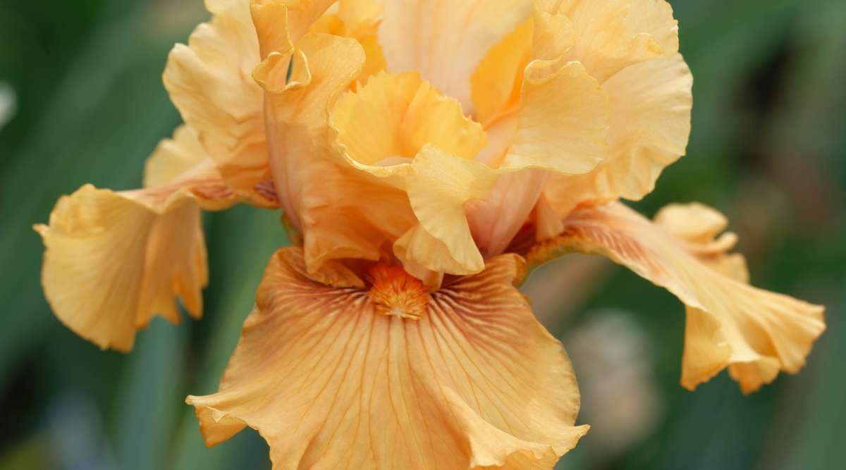 Close-up of a blooming Iris germanica &lsquo;Orange Harvest&rsquo; against a blurred green background. The flower is large, has ruffled petals along the edges. The petals are bright orange with golden veins closer to the center of the flower. Beards are dark orange.