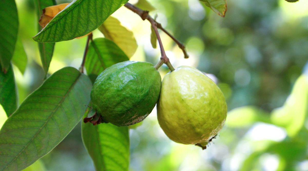 Two large limes hanging down from the tree branch.