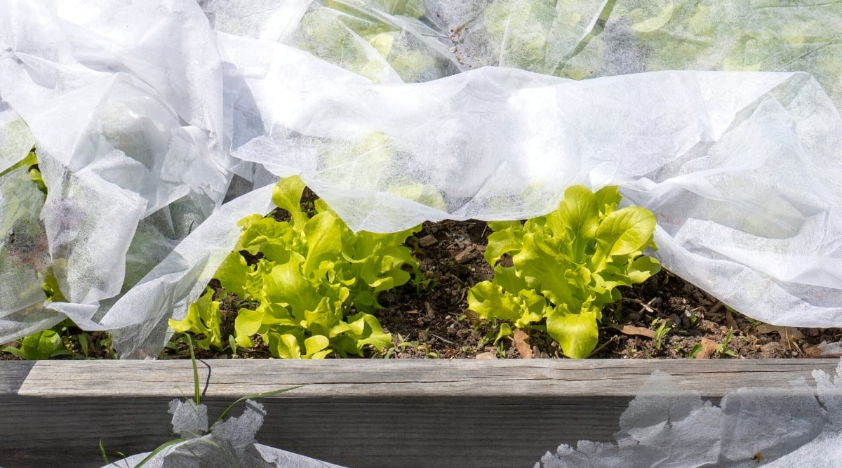 Close-up of a raised bed with young lettuce growing in a sunny garden. The raised bed is covered with a white row cover to protect against late frosts. The lettuce plant forms a small rosette of bright green oval leaves with wavy edges.