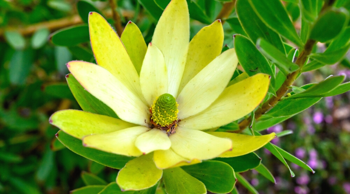 Close-up of a flowering Conebush (Leucadendron) plant in a sunny garden. The flowers are small, bright yellow and grow in a cone-shaped inflorescence. The inflorescence is surrounded by elongated oval petal-shaped bracts. Bracts are pale yellow. The leaves are oval, dark green in color, with smooth edges and a waxy texture.