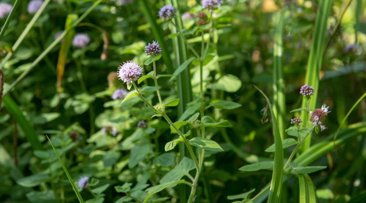 Close-up of a flowering Water Mint plant in the garden. The leaves are aromatic and release a pleasant minty scent when crushed. They are arranged opposite each other along the stems and are slightly toothed along the edges. The flowers of water mint are small and densely clustered in spikes at the tops of the stems. Flower spikes are light lavender in color.