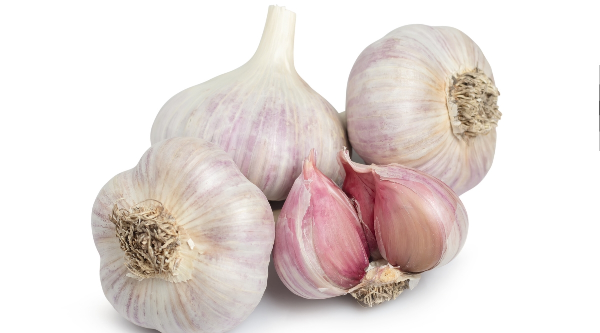 Close-up of four Montana Zemo garlic bulbs on a white background. A Montana Zemo garlic bulb consists of a bunch of cloves, usually 4 to 7 cloves arranged in a circle. These cloves are relatively large, covered with pinkish-white husks.