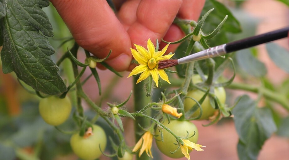 How to Hand Pollinate Tomatoes in Your Garden