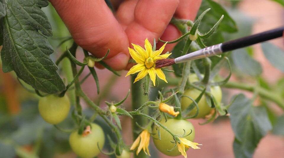 How to Hand Pollinate Tomatoes in Your Garden