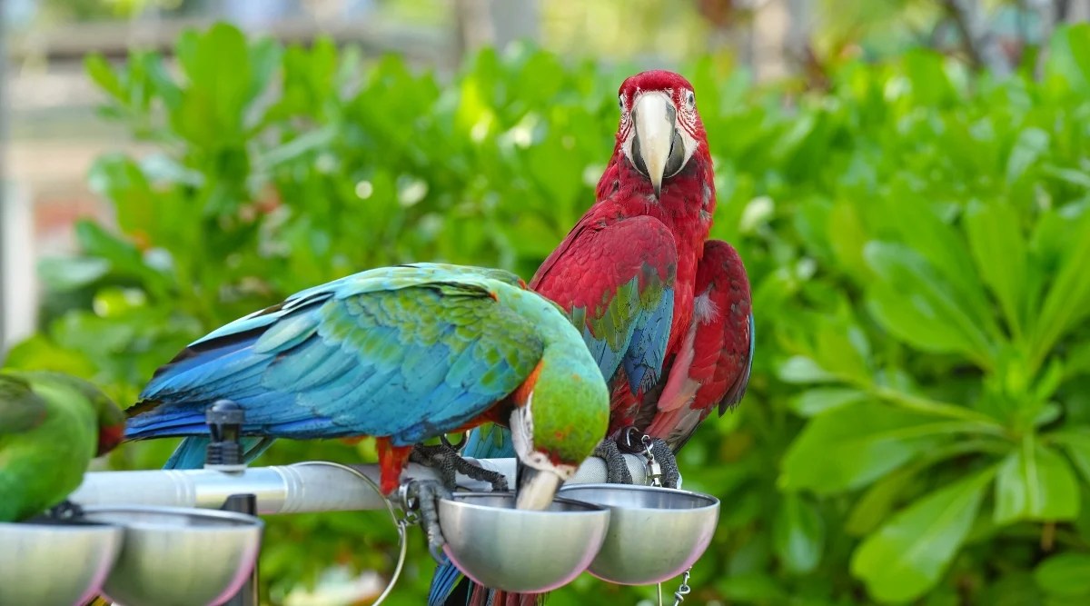 Close-up of two parrots on a bird trough, in the garden. Parrots are colorful and distinctive birds known for their vibrant plumage and unique features. They have a strong hooked beak. Parrots display a wide range of colors including bright green, blue, and red.