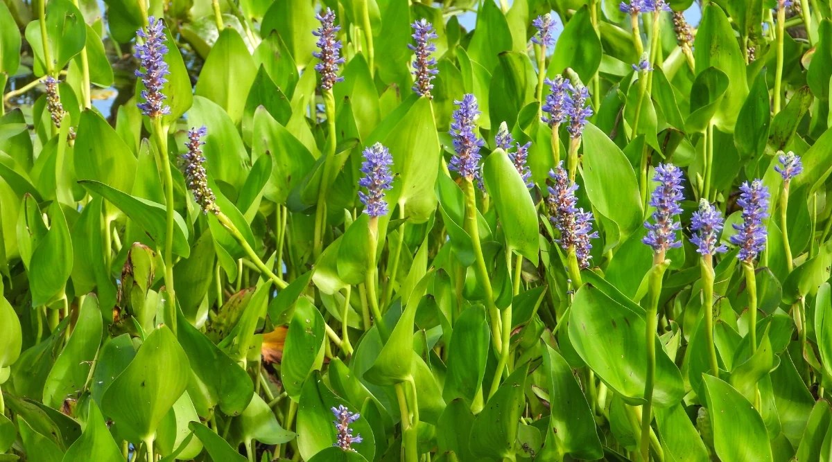 Close-up of Pickerelweed (Pontederia cordata) flowering plants. It is an attractive aquatic plant with colorful leaves and flowers. The leaves are heart-shaped, relatively large, with pronounced veins and a glossy green color. The flowers grow on tall erect stems in inflorescences that rise above the surface of the water. Flowers consist of three petals, which are connected into a tube, giving them a tubular shape. The flowers are blue-violet.