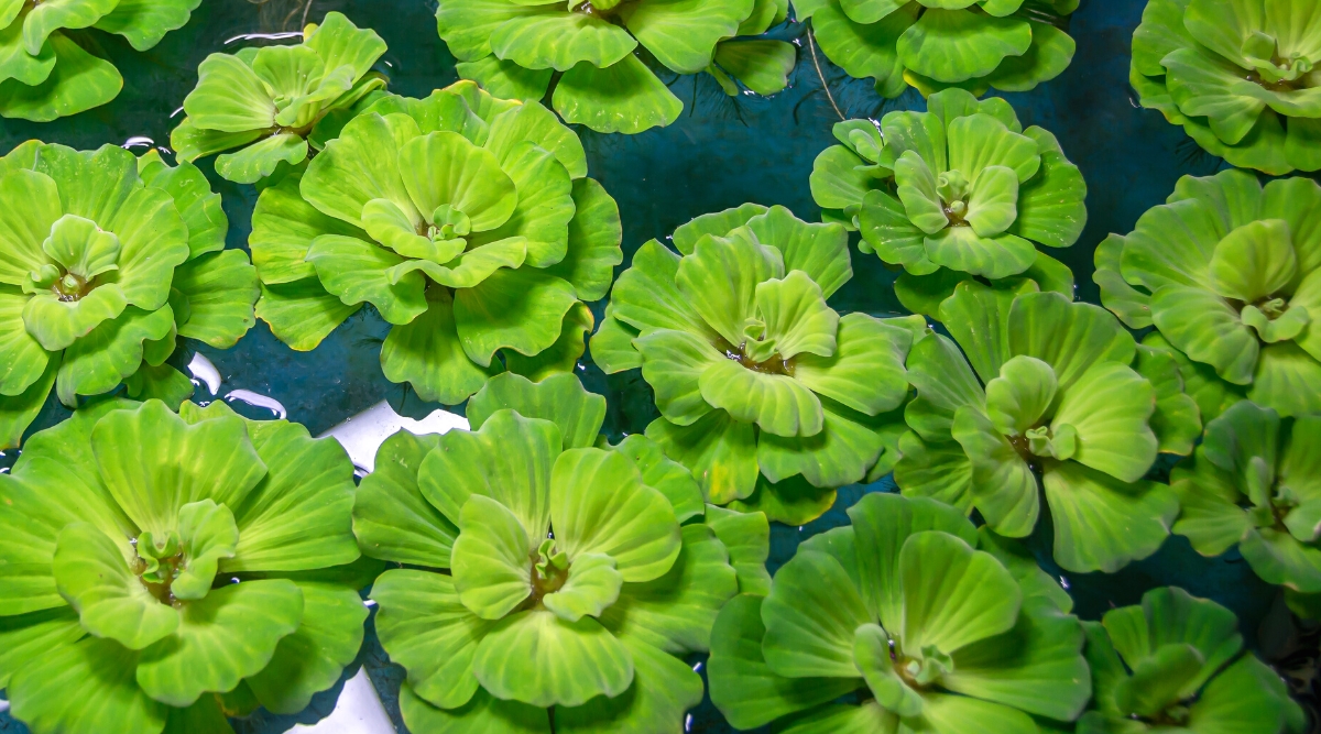 Close-up of Water lettuce (Pistia stratiotes) in a pond. This is an aquatic plant with large, oval leaves, densely clustered in rosettes. The leaves have a thick texture and are covered in fine, soft hairs, which give them a velvety feel. The leaves are bright green in color and have a wavy or crinkled edge.