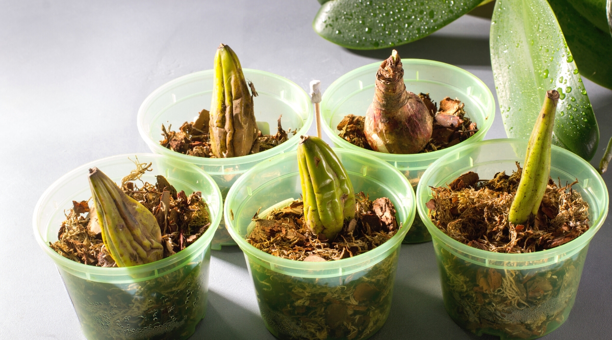 Close-up of five orchid bulbs in translucent pots for further reproduction. The bulbs are large, oblong, oval in shape, with a slightly wrinkled texture, pale green in color.