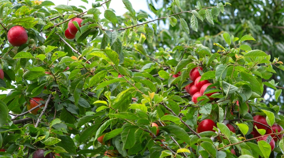 Close-up of a Wild Plum tree with ripe fruits, in a garden. It is a medium-sized deciduous tree producing simple, alternate, oval-shaped leaves and finely serrated margins. The tree produces small, round edible fruits known as American plums. These fruits are round in shape, with a shiny red skin.