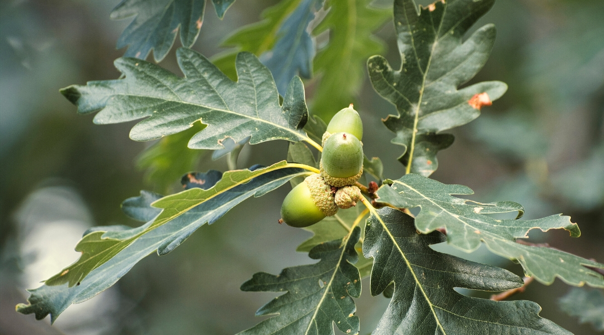 Close-up of a White Oak branch. The White Oak (Quercus alba) is a majestic tree native throughout North America. Its leaves are lobed with rounded edges and a distinct shape, dark green. The tree produces acorns.