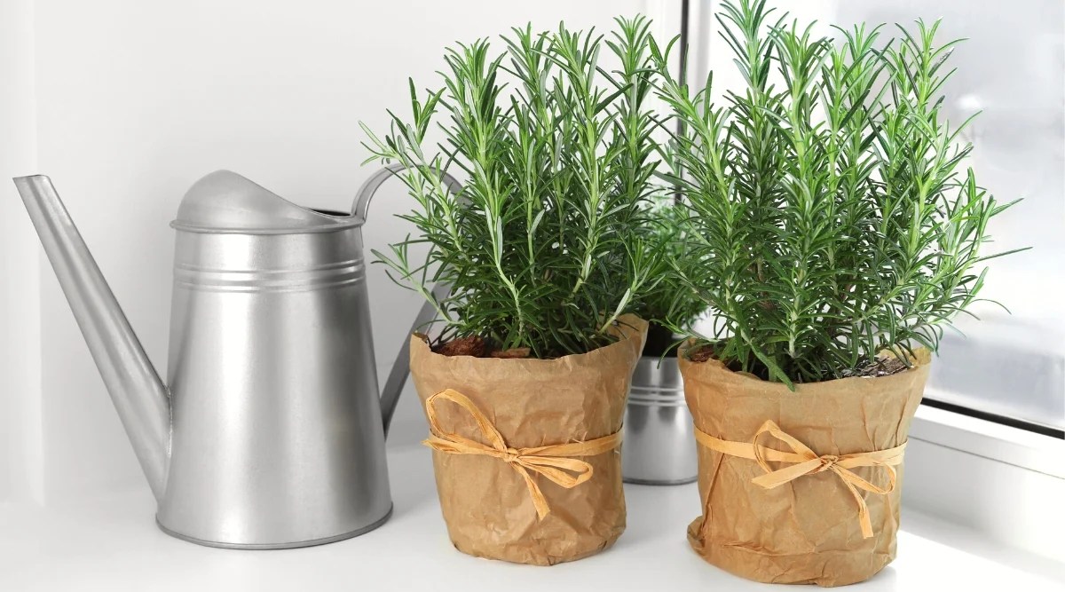 Close-up of two pots of growing rosemary next to a gray watering can, on a light windowsill. Rosemary is an herb with narrow, needle-like leaves that grow on woody stems. The leaves are dark green above and silvery below, giving them a distinct appearance. The leaves are arranged in opposite pairs along the stem and are known for their strong aromatic aroma.