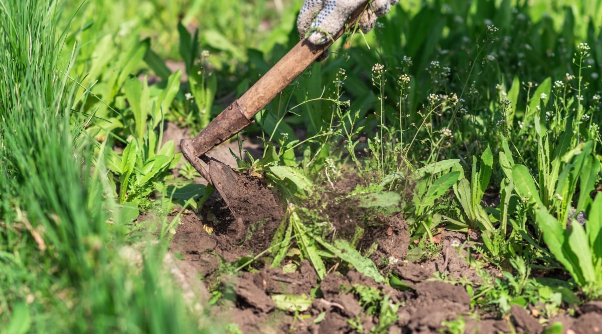 Close-up of a gardener’s hands weeding a garden bed with an old garden hoe. Weeds are dandelion plants. They form rosettes of elongated jagged green leaves.