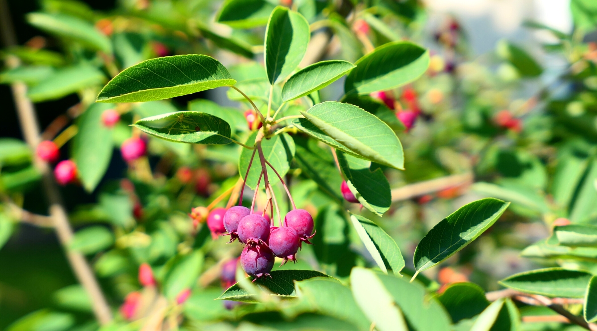 Close-up of ripe berries on Serviceberry branches. The Serviceberry (Amelanchier arborea) is a small to medium-sized tree native to eastern North America. Its leaves have a simple oval shape and a bright green color. The fruits of the tree are small, purple-red.