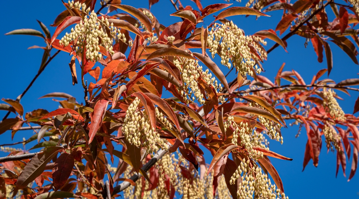 Close-up of Sourwood branches against the blue sky. The Sourwood (Oxydendrum arboreum) is a medium to large tree native to central and eastern North America. It features masses of bell-like white flowers that are attractive to honeybees. The leaves of Sourwood are elongated, alternate, bright red-orange.