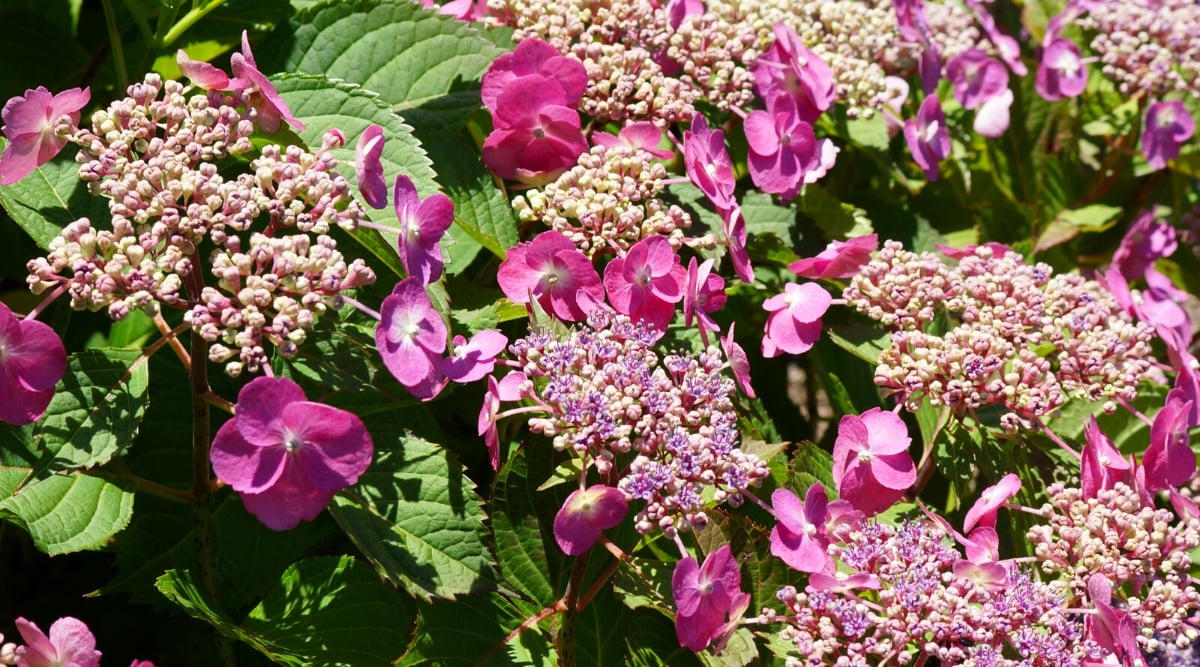 Close-up of a flowering Hydrangea Tuff Stuff™ bush in a sunny garden. The leaves are large, ovoid, shiny, green with serrated edges. The hydrangea produces lace-capped inflorescences surrounded by four-petalled deep pink sterile flowers.
