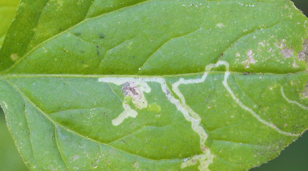 Close-up of a damaged leaf miner. The leaf has a characteristic pattern caused by the feeding activity of the larva. These small insects tunnel between the upper and lower surfaces of the leaf, creating serpentine or winding tracks that often resemble twisting pathways.