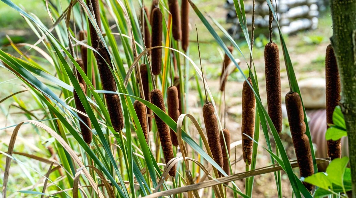 Close-up of common cattail (Typha latifolia) flowering plants in a sunny garden. Its leaves are long, flat, and blade-like, resembling tall grass. The flowers look like dense cylindrical spikes that rise above the leaves. Each flower spike is composed of two parts: the female part, known as the brown “cattail,” which contains the developing seeds, and the male part, a finer and often longer portion above the cattail.