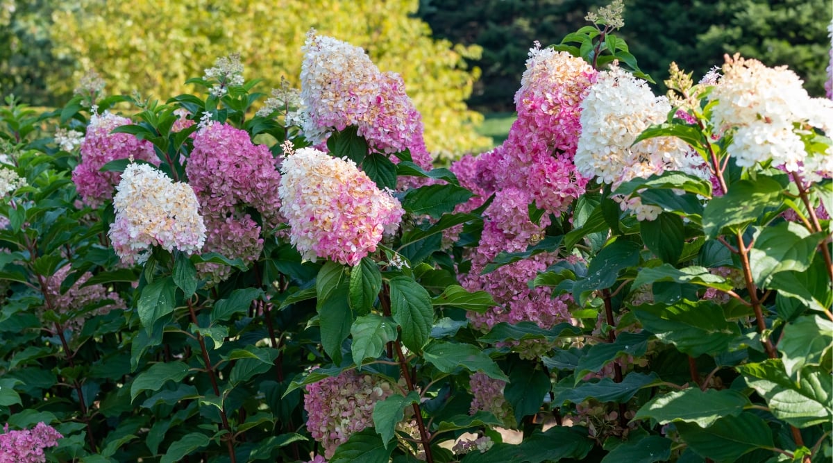 Close-up of a large, profusely flowering Hydrangea Vanilla Strawberry™ bush in the garden. Hydrangea Vanilla Strawberry™, scientifically known as Hydrangea paniculata ‘Renhy’, is a captivating and show-stopping panicle hydrangea that stands out with its unique and changing flower colors. The leaves are lush, green and noticeably serrated. The panicles start as creamy white blossoms in mid-summer, gradually transitioning to pastel shades of pink as they mature.