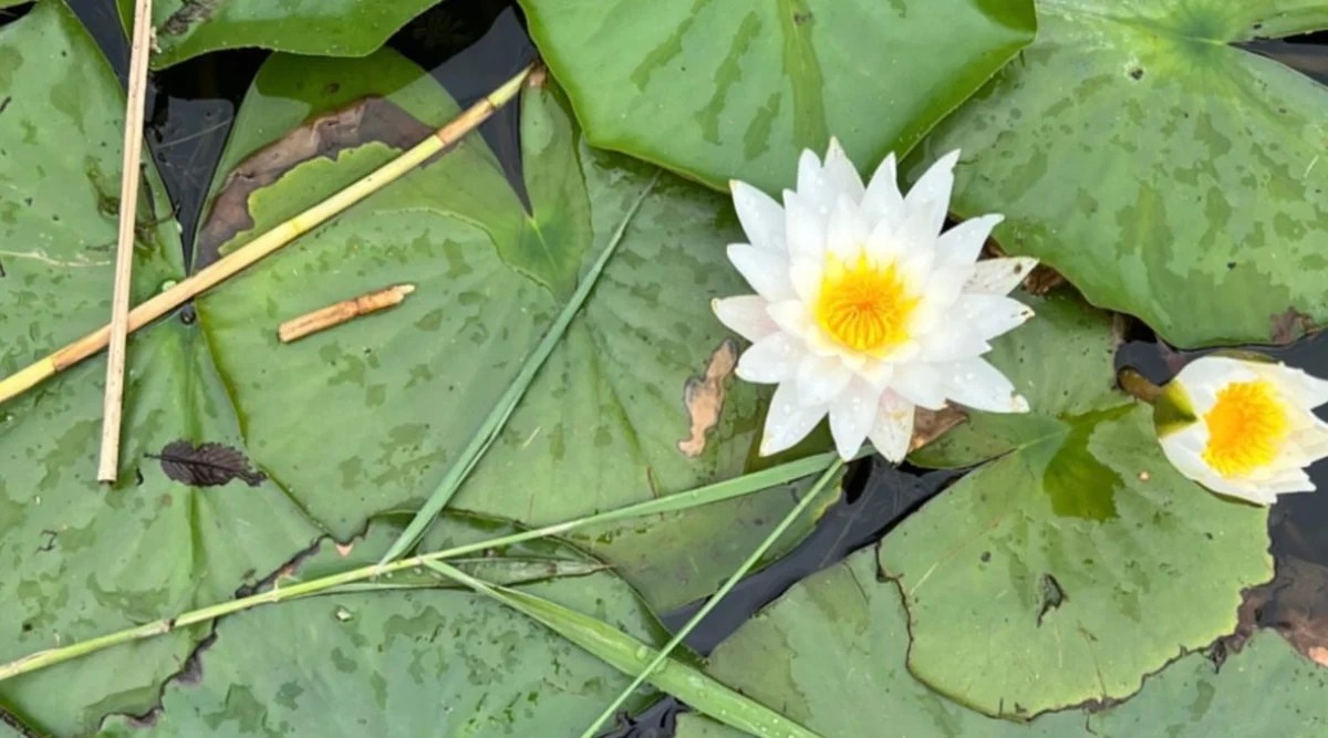 Close-up of Water Lily in the pond. This is an aquatic plant with graceful and rounded floating leaves resting on the surface of the water. These leaves have a waxy texture and are dark green in color. Water lily flowers are stunning, large, yellowish in color with golden stamens. Flowers are made up of many petals arranged in layers, creating a visually pleasing and intricate structure.