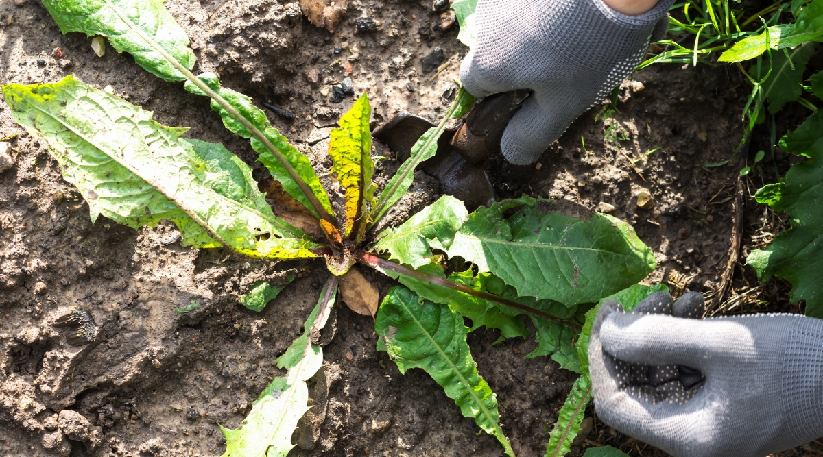 Top view, close-up of a gardener’s hands in gray gloves digging up dandelion weed with a garden shovel, in a garden. Dandelions are broad-leaved weeds with distinctive yellow flowers and toothed leaves. The leaves are elongated, green, with serrated edges.