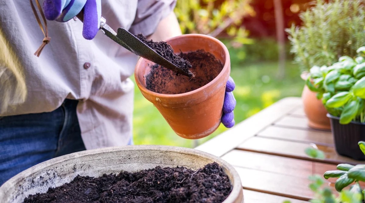 Close-up of a gardener in blue gloves, pink shirt and jeans, pouring potting soil into a clay pot with a spatula, in the garden. On a wooden table, there are a large bowl of potting soil and potted basil and rosemary plants.