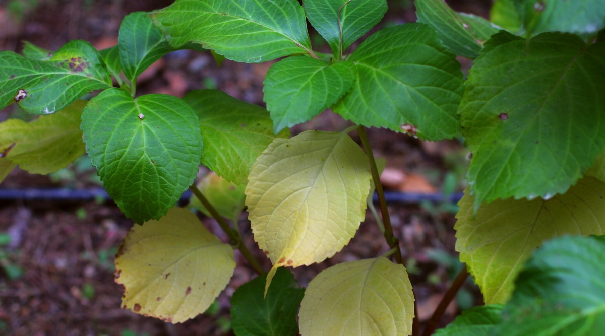 Close-up of hydrangea macrophylla leaves in the garden. The leaves are large, wide, glossy green. They are ovoid and have jagged edges. Some leaves are yellow in color due to insufficient watering.
